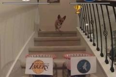 對一場了！此前某狗預(yù)測湖人讓1追4