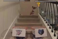 這還有可能嗎？網(wǎng)紅柯基預(yù)測雷霆灰熊首輪賽果，雷霆搶七晉級！